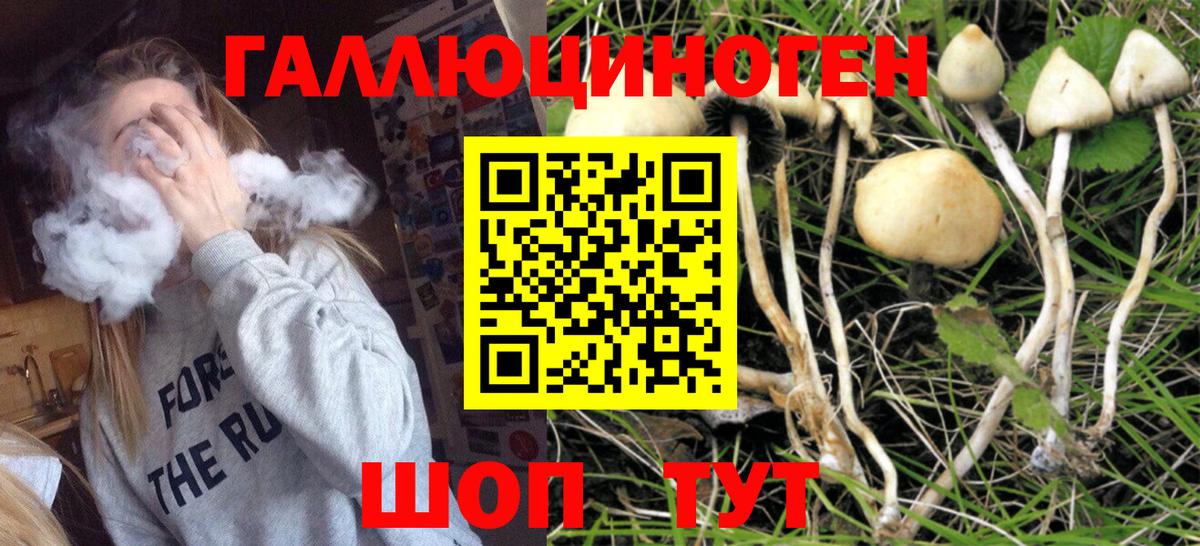 Владимир  Псилоцибиновые грибы Magic Shrooms  Вход с VPN 